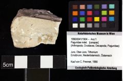 Foto (Objket + Etiketten) von Goniodromites bidentatus (Reuss, 1858) 